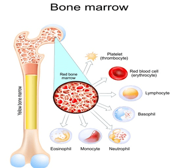 What Exactly Is Bone&nbsp;Marrow?
